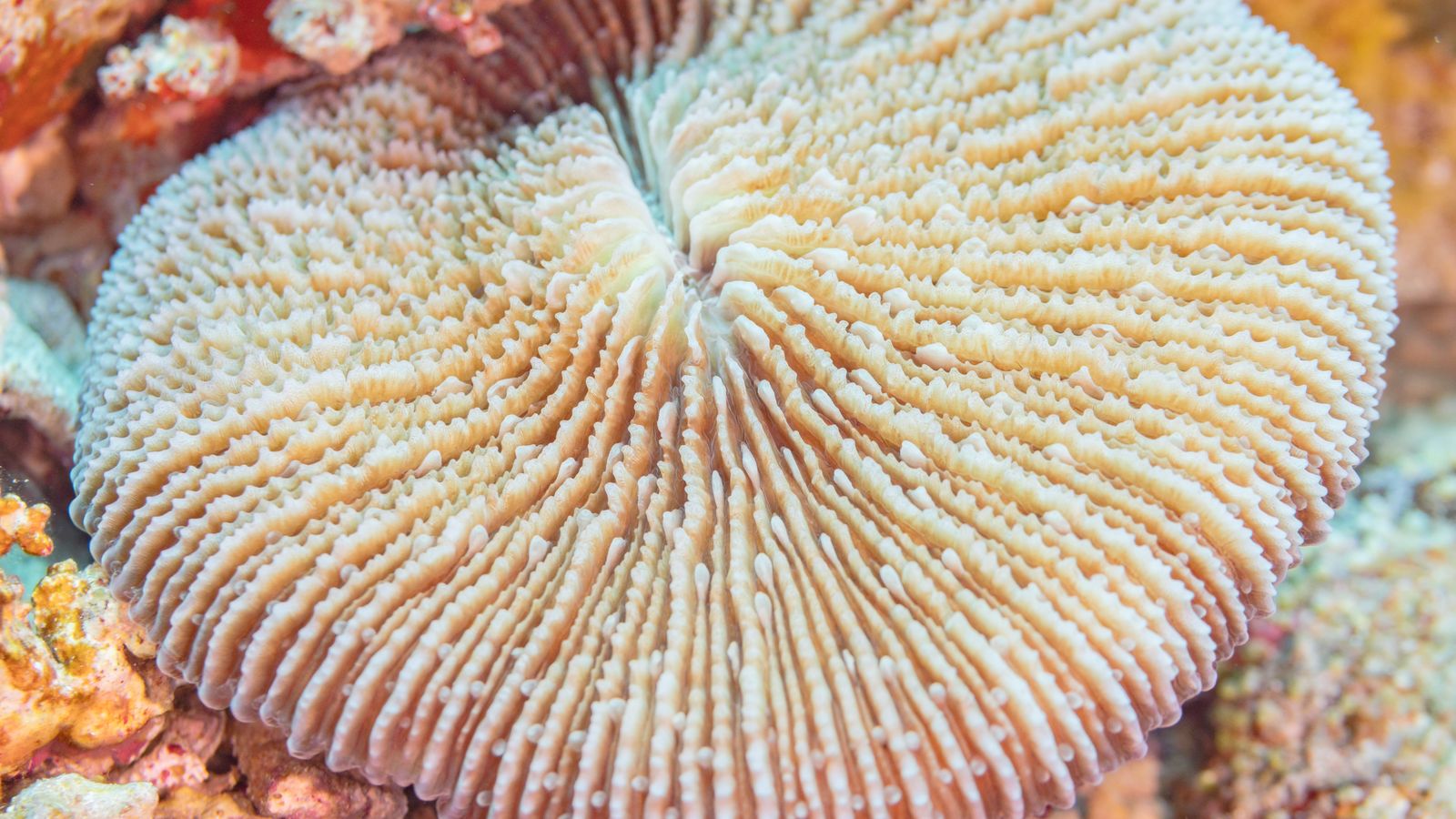 4 Mysteries of the World's Oceans