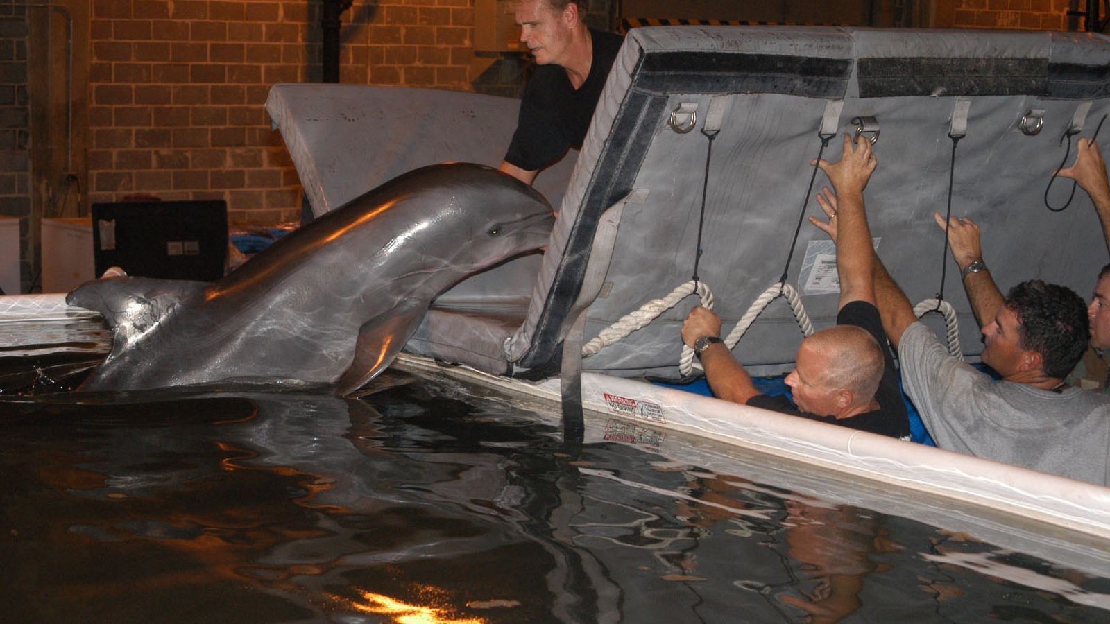 Strangest Uses of Trained Animals