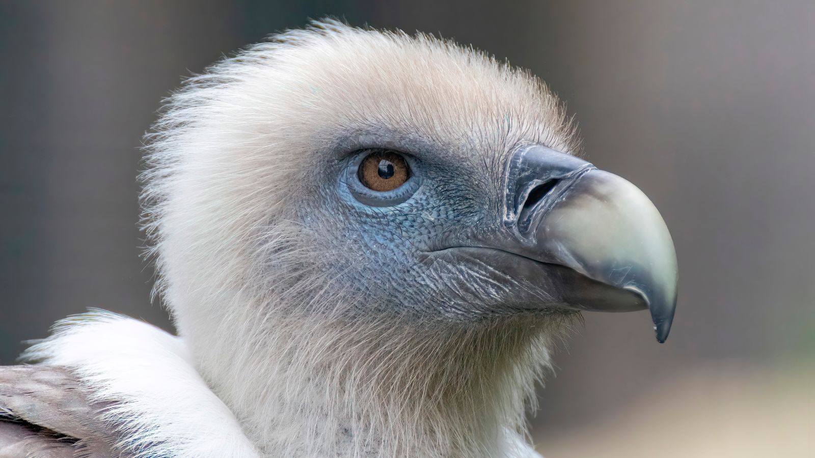 Myths about Animals You Probably Still Believe...