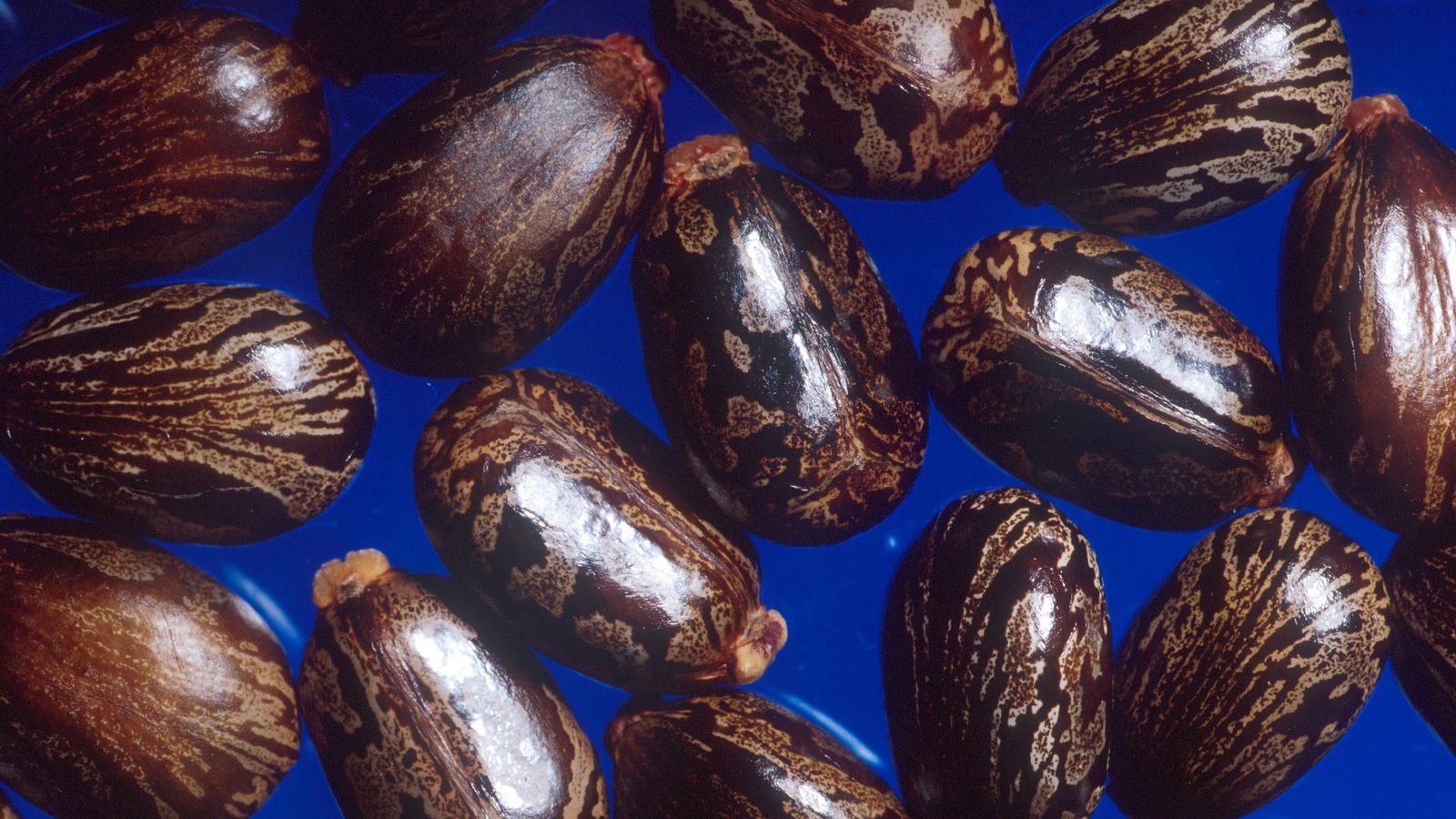 The Deadliest Poisons Known to Man