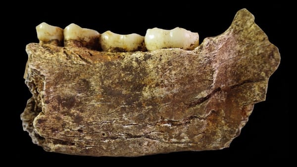 5 Human Species Who Lived Alongside Us