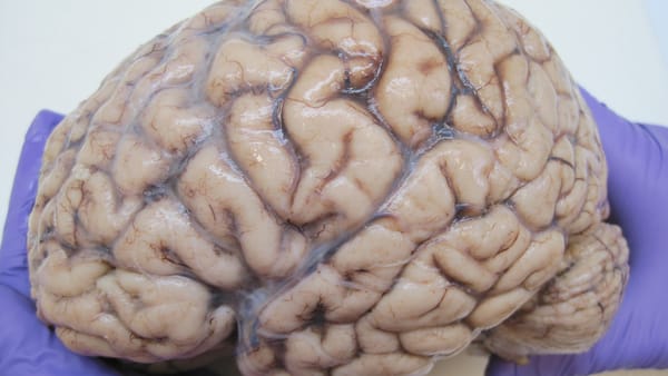 Mind-Blowing Facts about the Human Brain
