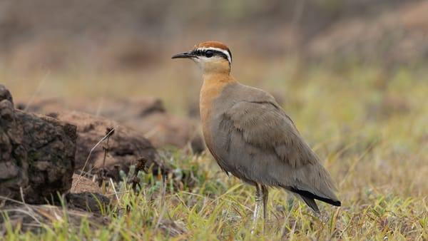 50 of the Deadliest Plants and Animals on Earth